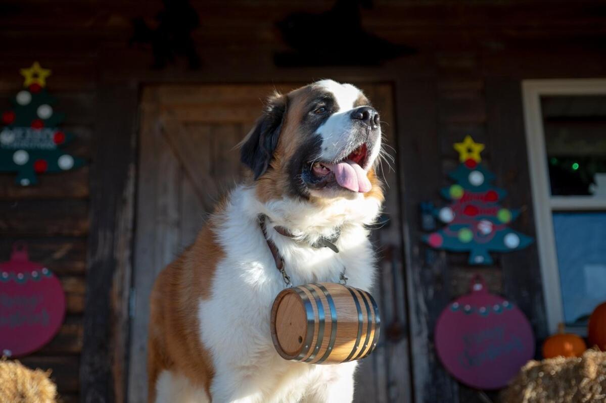 Rural Life On A Real Christmas Tree Farm! Hallmark Experience! Ozark Kültér fotó
