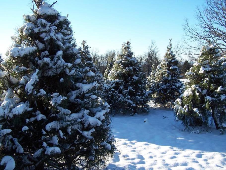 Rural Life On A Real Christmas Tree Farm! Hallmark Experience! Ozark Kültér fotó